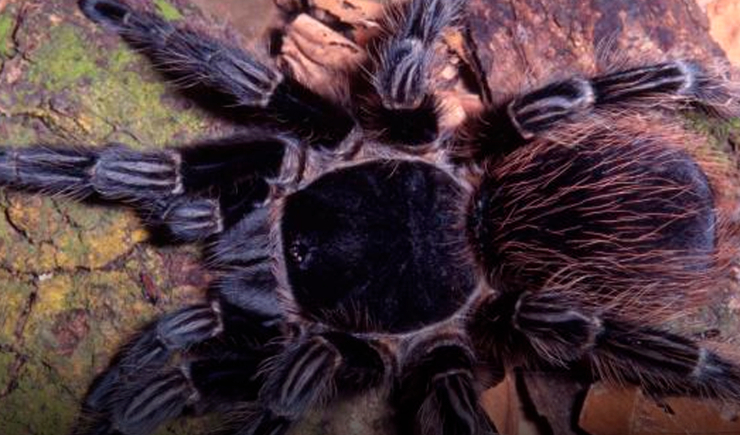 Pesquisa brasileira descobre substância em veneno de aranha com potencial contra células do câncer