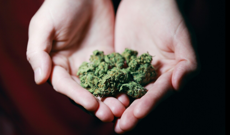 Não existe maconha sintética: CFF, SBTox e CRF-SP divulgam nota com esclarecimentos