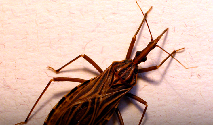 SUS retoma a distribuição de medicamento pediátrico contra a doença de Chagas