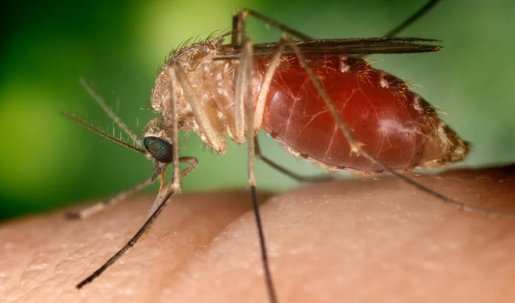 OPAS emite alerta epidemiológico para febre Oropouche. Saiba mais sobre a doença