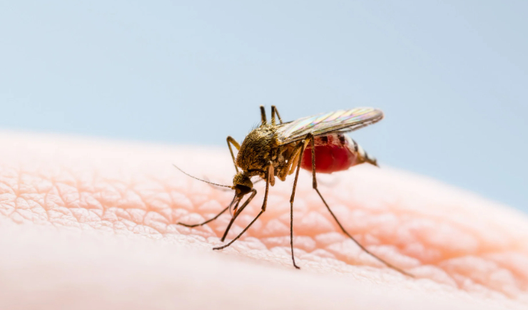 CFF alerta farmacêuticos sobre possibilidade de disseminação da febre do Mayaro no país