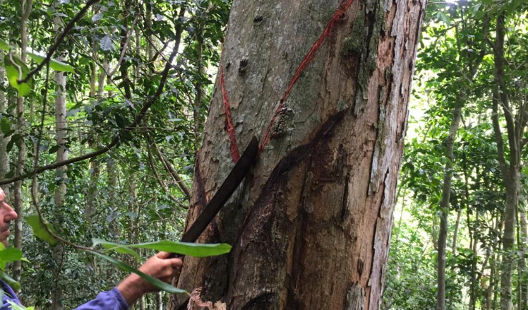 Farmacêuticos pesquisam efeitos da Bicuíba para proteção cardiovascular, renal e na cicatrização de
