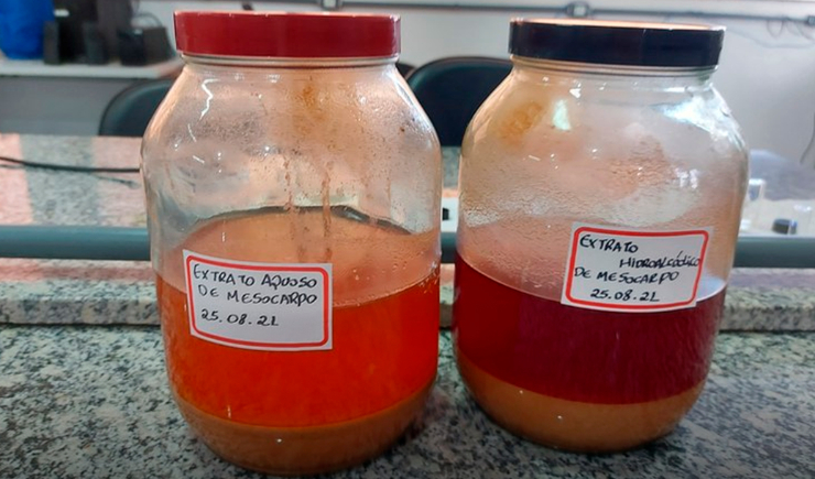 Pesquisadores da UFMA descobrem propriedades fotoprotetoras e antioxidantes no babaçu
