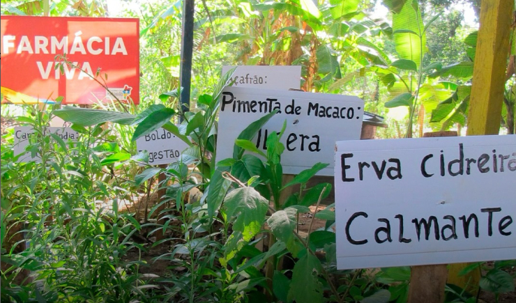 Ministério da Saúde: aberta a seleção de projetos para implantação de Farmácias Vivas