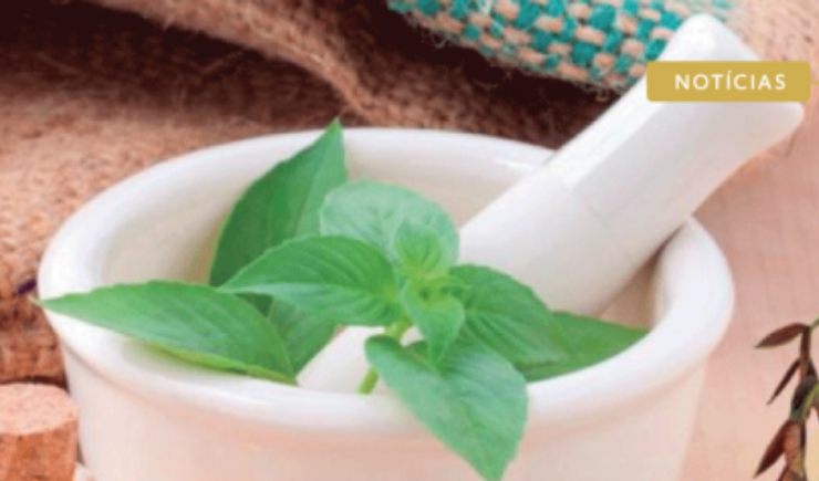 Programa de Educação Tutorial em Farmácia da UFPB lança e-book gratuito sobre plantas medicinais