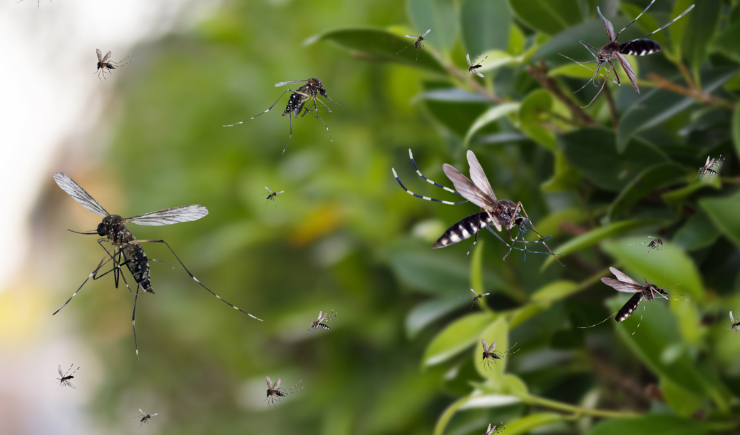 Estado de São Paulo decreta emergência em saúde para dengue